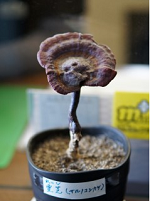 霊芝（サルノコシカケ）